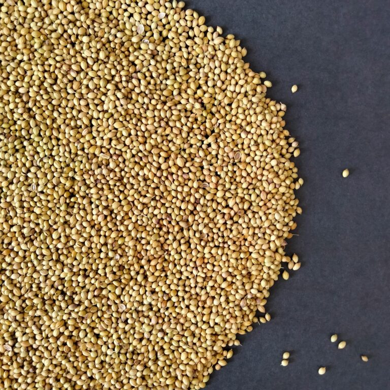 coriander seeds Bluexoverseas